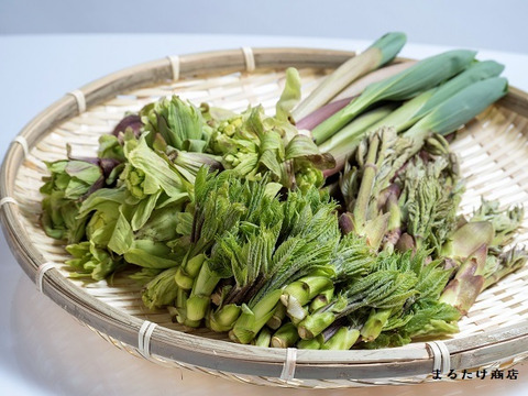【m.h様専用商品】新潟県妙高市産　天然　山菜詰め合わせ５００g・わらび１kg