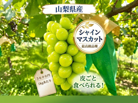 日本一の産地！笛吹市の甘くて美味しいシャインマスカット！ 1kg～1.4