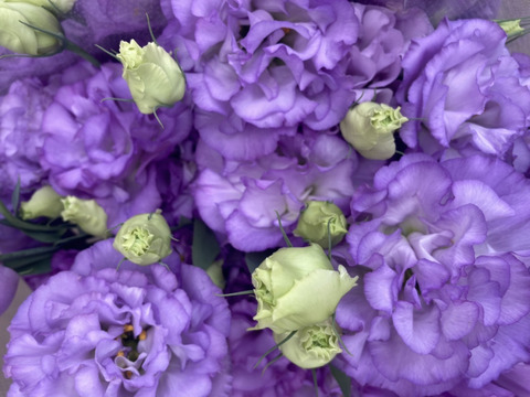 花瓶に生花で彩りを　群馬のトルコキキョウ　切花　(約10本束短め)