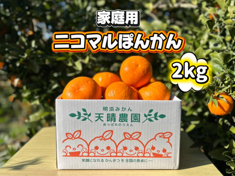 【愛媛県産】季節限定　甘味がギュッと詰まったポンカン　家庭用　2ｋｇ