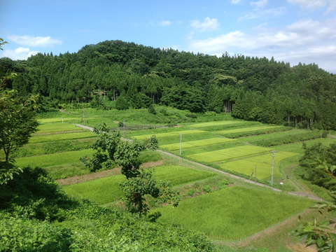 【令和6年産】《棚田米》 土遊野の有機米イセヒカリ5kg「棚田-tanada-」