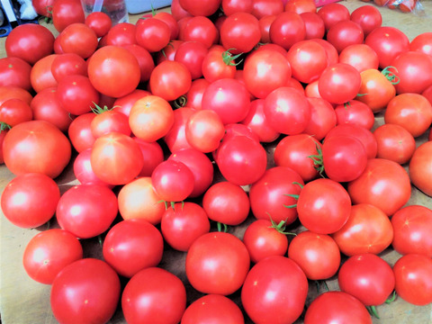 ［9月10日発送分］　旨みがぎゅっ！トマト好き農家がおくる『大玉トマト』2㎏