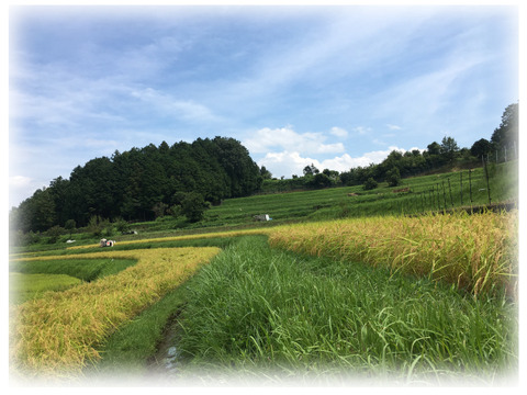 ◆今年の新米・農薬不使用◆白米粒が光る最高級棚田米 滋賀県大津産 玄米なら4kg