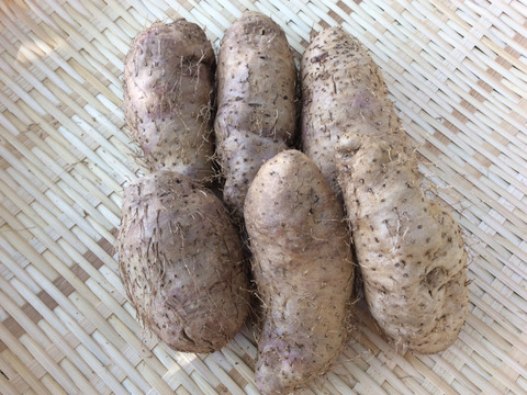 畑のうなぎ⁉　琉球自然薯　クーガ芋スライス冷凍　（500ｇ×3袋）