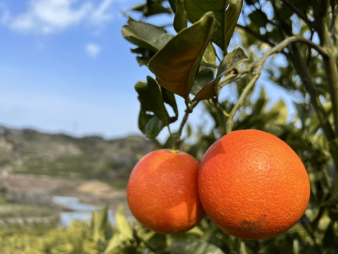 【有機JAS認証】ブラッドオレンジ10kg(タロッコ)