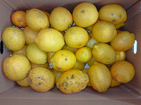 【農薬不使用】訳あり　レモン5kg　和歌山県産　【寒波被害果】