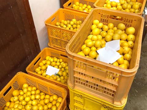 奇跡の果実！『ゴールデンオレンジ 黄金柑』あふれる果汁とさわやかな甘みの黄蜜柑 2kg 仲屋 海瀬農園