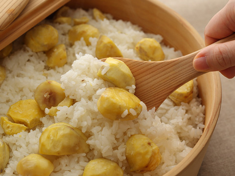 収穫終盤！感謝セール！旨味しっかり！朝採れ、利平栗『熊本県産和栗』1.5kg