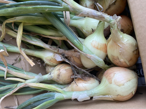 嬉しいお口コミにお答えして✨️玉ねぎネット付き【農薬不使用  玉ねぎ】3kg🧅兵庫県丹波産 米農家のこだわり有機肥料使用！化学肥料不使用 大きさいろいろ 薄皮がパラパラ落ちにくい