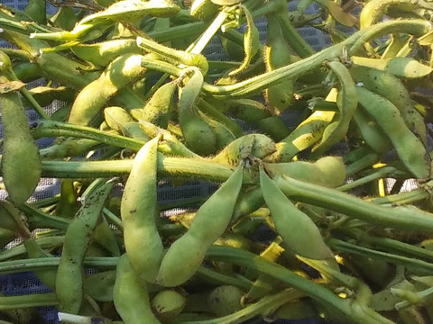 【今が旬】プリプリ大粒(枝付き黒枝豆)800~1kg和歌山産