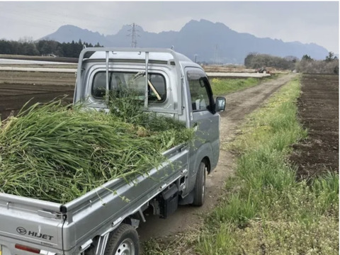 今が旬！にんにくの芽　群馬県産　有機肥料栽培　除草剤　消毒剤無使用