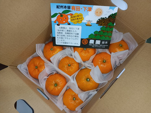 【ご予約品】 超希少/新品種】マコポン 紅モンスター 2kg(10個前後)和歌山県 果物