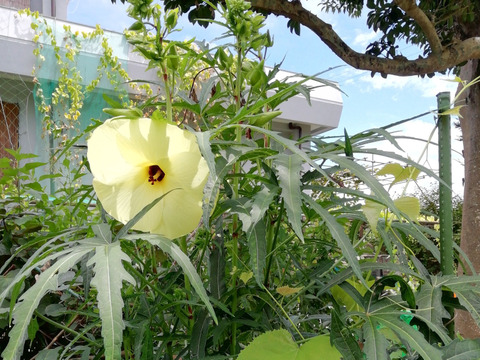 農薬 化学肥料不使用 花オクラ入り野菜セット ６ ８種類の野菜 食べ方 説明書付き 火 金曜日クール便で発送 あわせ買い可 熨斗 のし 対応可 ８０サイズ箱 愛媛県産の野菜 食べチョク 産地直送 産直 お取り寄せ通販 農家 漁師から旬の食材を直送