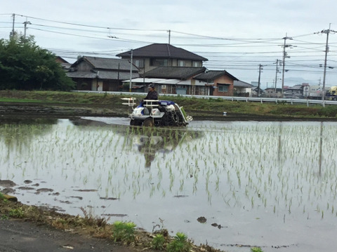 コシヒカリ　10kg 新米　玄米　香川県産 新米 瀬戸内讃岐 令和6年産コシヒカリ100%玄米10キロ 紙袋入り