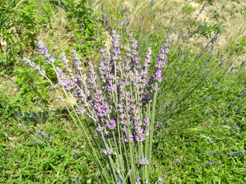 自然栽培ハーブセット小（３～４種類）