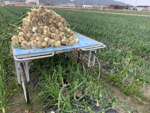 春の訪れ！淡路島の新玉ねぎ(10Kg)【期間限定】