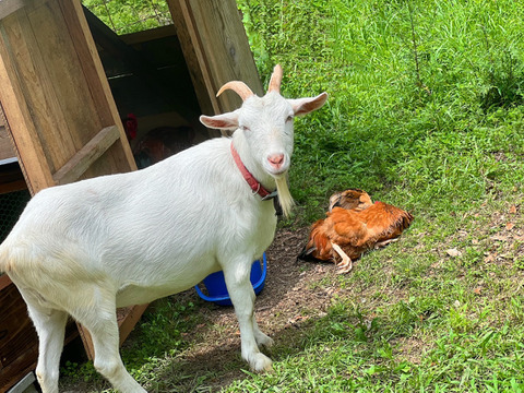 【ムッチーさま専用ページ】四万十清流平飼い育ちの朝採れ新鮮卵２０個＋掘りたて新生姜２ｋｇ 農薬不使用 自然栽培 四万十産