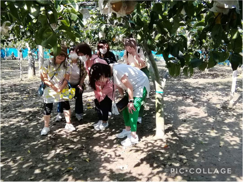 糖度13以上 BIGサイズ美味しい豊水梨5㎏箱 8～12個入り