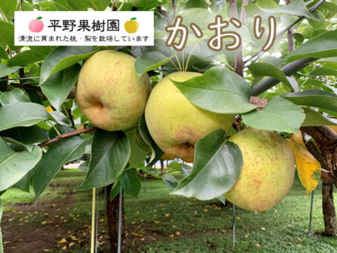 幻の梨！『清流球磨梨』かおり　約3kg(3〜7個入り)