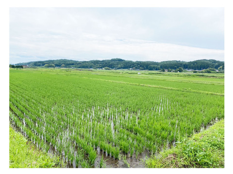 栃木県産　とちぎのは星　白米　10kg お米 10kg 米 とちぎの星 令和6年 栃木県産 業務用米 まとめ買い