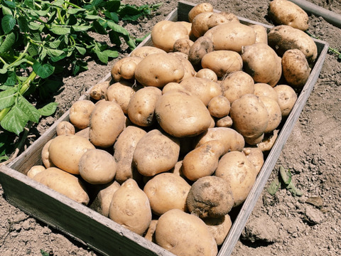 【牛すじ肉とセット商品もあります】　兵庫県香美町産新じゃが！　《きたあかり　箱入2kg》