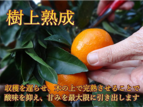 【厳選小粒３ｋｇ】薄皮！濃厚！甘～い！二段熟成の完熟みかん「熟成味柑」　小玉サイズ　秀品　３ｋｇ【169】