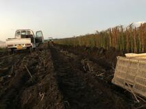 北海道　十勝産　ゆり根　規格外品