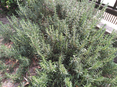 自然栽培ハーブセット小（３～４種類）