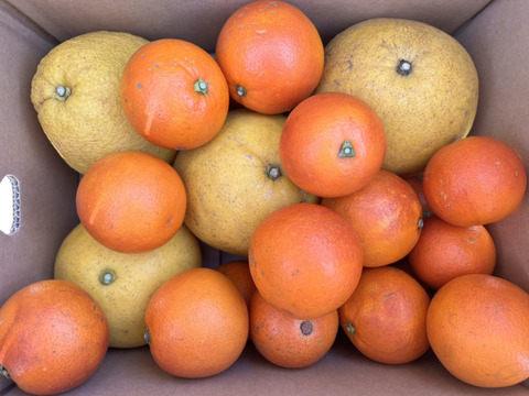 【有機JAS認証】パール柑4玉、ブラッドオレンジ（2〜2.5kg）セット