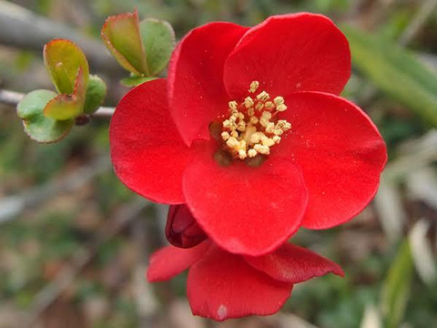 【観賞用 花・植物】【ボケ】【約20cmポット】【内容量1ヶ】