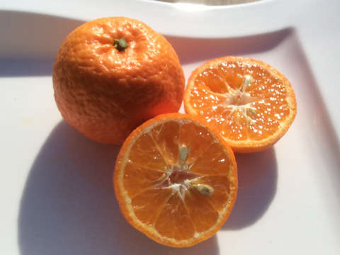 ３名限定高級柑橘「 アンコールマンダリン」約4㎏（38個から43個）