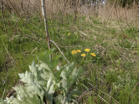 ヨモギ 【お徳用】30本✕６口分 ☆農薬、化学肥料、除草剤不使用の土壌