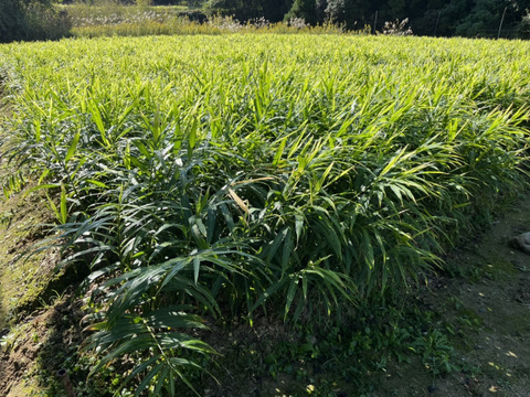 新生姜1キロ　掘りたてをお届け　11月限定