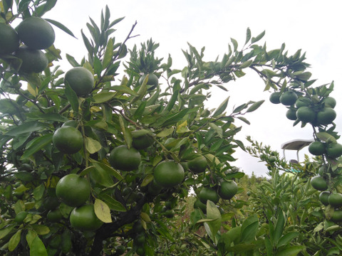 爽やかな香り！自然栽培摘果みかん　４ｋｇ