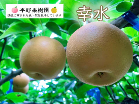 昨年大好評！『清流球磨梨』幸水 約10kg【5kg箱(5〜14個入り)を2箱重ね