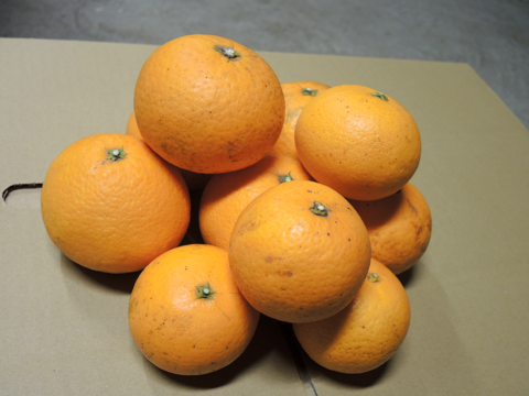 ☆和歌山産☆ 清見2kg 種が少なく柔らかでとてもジューシー!