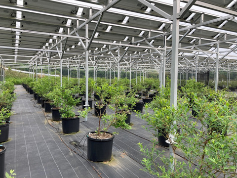 【今夏、最後の出品です！】大粒　冷凍ブルーベリー　2kg 品種ミックス　アイス好きな方におススメです。