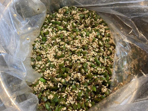 癖になる刺激！北海道産『激辛ナンバン』５００ｇ