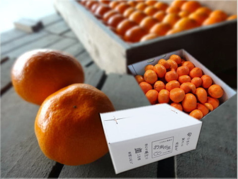 年明けでも薄皮！濃厚！甘～い！三拍子そろったみかん！とにかく甘くて美味しいみかんを食べたい方にオススメ！二段熟成の完熟みかん「熟成味柑」　サイズ混合　どっしり８ｋｇ【180】