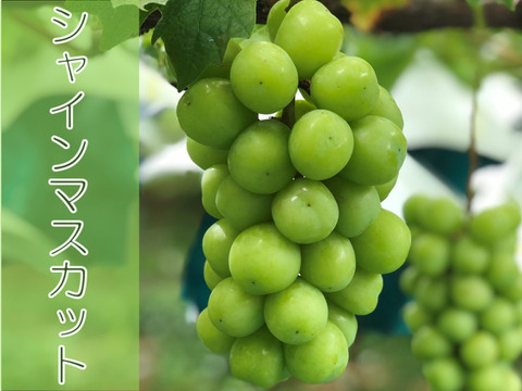 【農薬節減】甘くて美味しい自慢のシャインマスカット（4房）