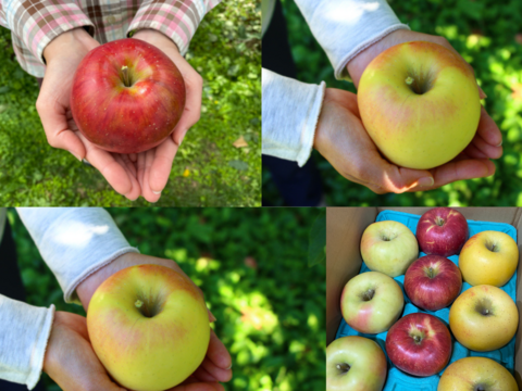 【贅沢3品種ミックスりんごBOX】信州安曇野産りんご5kg家庭用🍎12個～20個入り〜シナノスイート＆ぐんま名月＆シナノゴールド〜※化学合成農薬30％以上削減栽培