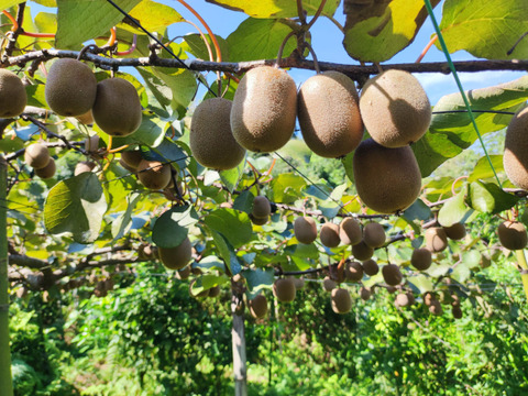 体が喜ぶ！自然農法 Vitalキウイフルーツ Sun2イエロー (農薬・肥料不使用）1ｋｇ