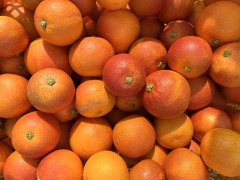 【有機JAS認証】ブラッドオレンジ3kg(タロッコ)