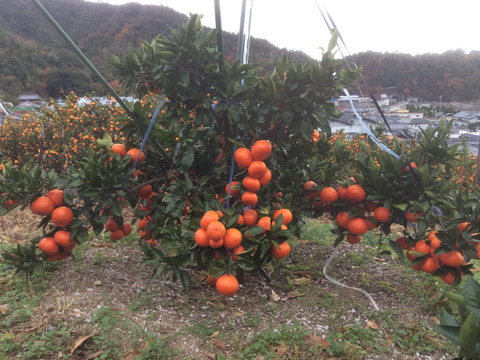 蔵出し紅みかん「特別限定品」（５㎏）