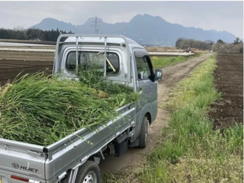 令和8年度　群馬県産　生ニンニク 有機肥料栽培　農薬化学薬品無使用　1kg