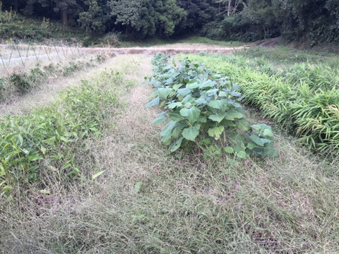 🌈小さな畑の冬野菜🌈【2〜3人分】