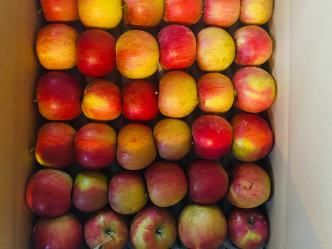 【希少！春りんご・25日から順次発送】蔵出しのサンふじ5kg以上【ご家庭/加工用・30玉以上】