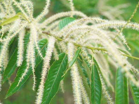 くりのよびごえ(天然・非加熱 栗はちみつ／200g)