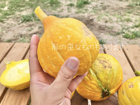 2kg 生で食べれるかぼちゃ 旬のコリンキー サラダかぼちゃ 長野県産 食べチョク 農家 漁師の産直ネット通販 旬の食材を生産者直送