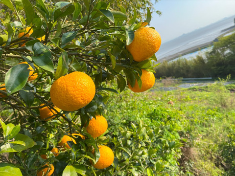 激安アウトレット通販 レディース 自然栽培🍊甘夏B品 10kg🍊昔ながらのホロ苦さが大人の味 果物